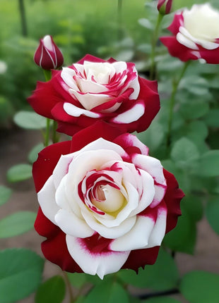 Twin Roses 100 Seeds