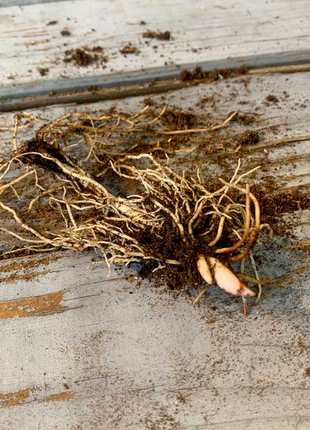 Lily of the Valley Roots