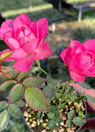 Miniature Rosa Chinensis-Sky Lotus Stars🌺