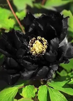 Black Beauty Peony Flower Seeds