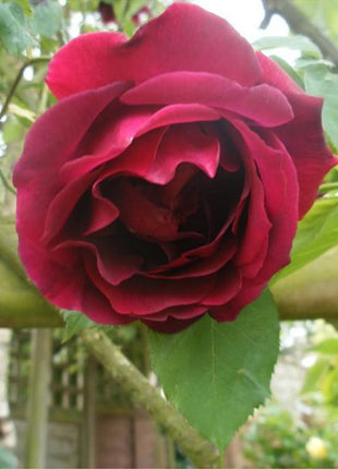 Explosion Climbing Rose Garden Seeds