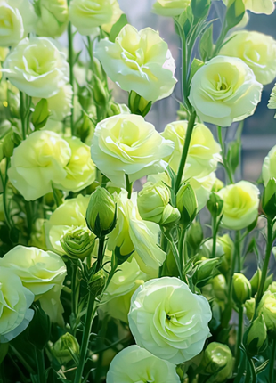🌺Lisianthus - Sincere Love
