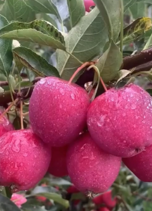 Xantolis Stenosepala Mini Apple Seeds