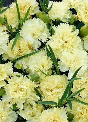 Multi-color Carnation Seeds