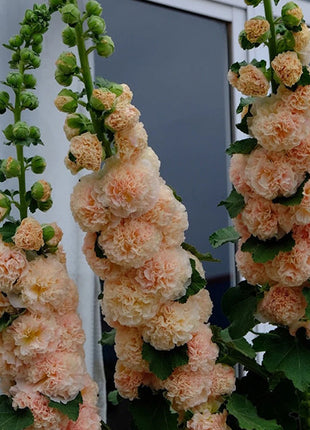 Alcea, Hollyhocks Peaches and Dreams