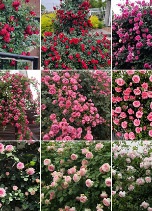 Mixed Climbing Flower Seeds -Over 30 kinds mixed
