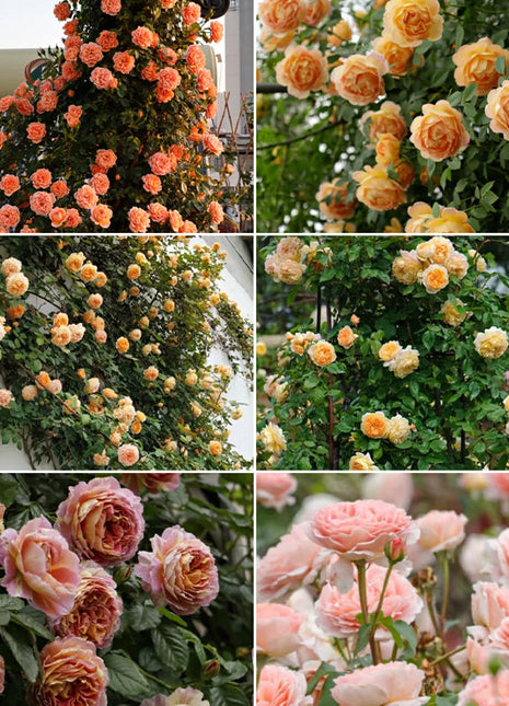 Mixed Angel Climbing Rose Seeds