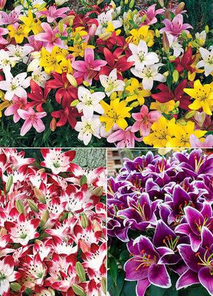 Carpet Border Lily