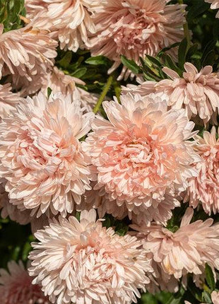 King Size Apricot