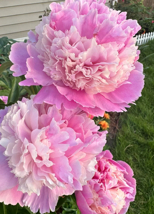 🌺Chinese Peony Flower Seeds—Mixed Color Plants—Home Garden Flower Seeds