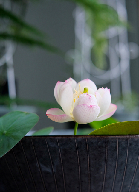 Bowl Lotus: Embracing Zen through Blossoms