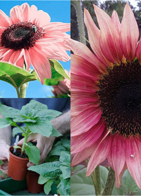 Pink Sunflower Seeds-High Germination Rate Wonderful Choice for Garden
