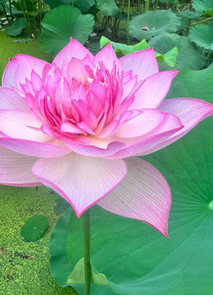 🪷Rare Thousand-petal Lotus