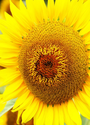 50 Seeds Mammoth Russian Sunflower Seeds