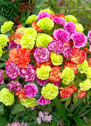 Multicolor Carnation Seeds