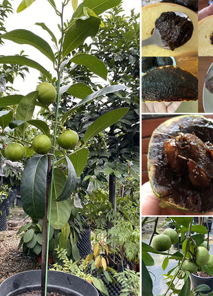 Black Sapote Seeds