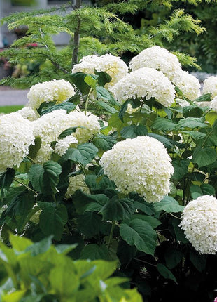 Hydrangea Seed: Unlock Nature's Beauty