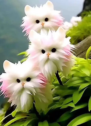 Amazing plants! Cat's eye dazzle Series