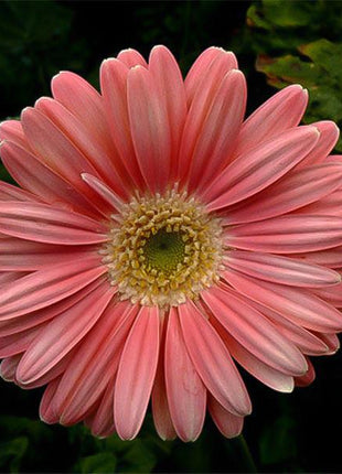 Peach pink gerbera flower seeds, sunflower