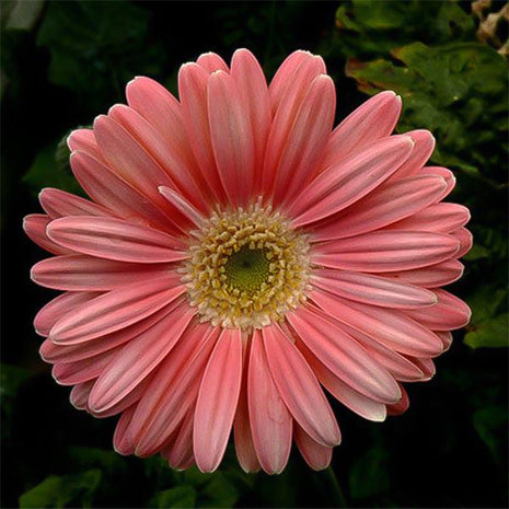 Peach pink gerbera flower seeds, sunflower