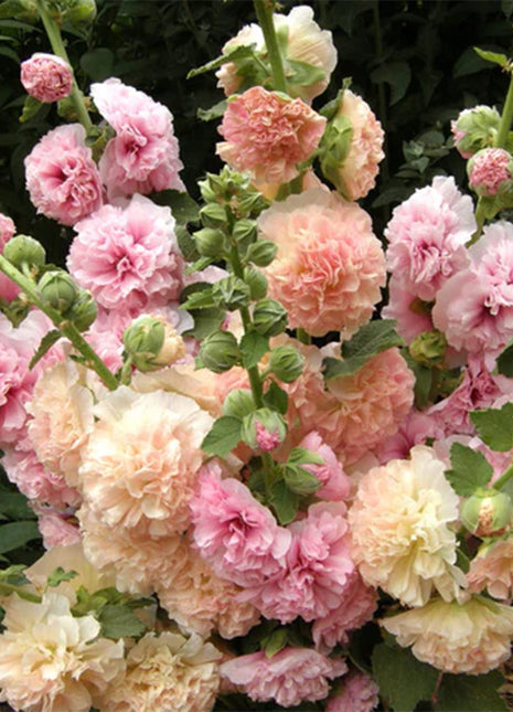300+ Hollyhock Seeds Carnival Mix Giant Mallow Double Hollyhock Flowers Seed Perennial Outdoor Home Garden Flower