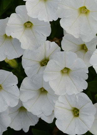 Shock Wave White Petunia Seeds