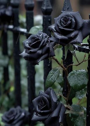 Rare Black Rose Seeds