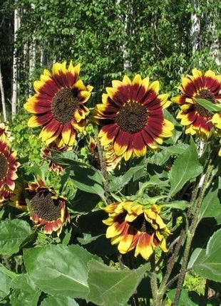 SUNFLOWER SEEDS - FLOREN