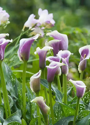 Calla Lily Seeds - Mixed - Beautiful Flowers Planting