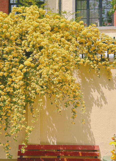 Yellow Banks Rose Seeds-Symbolizes Elegance and Happiness