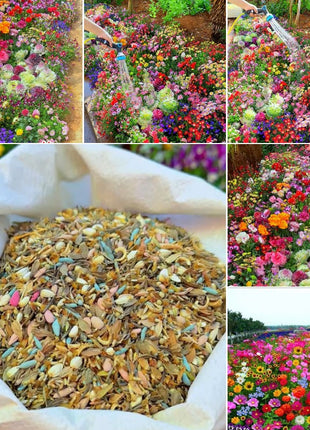 Perennial Flowers Seeds-Over 60 kinds mixed