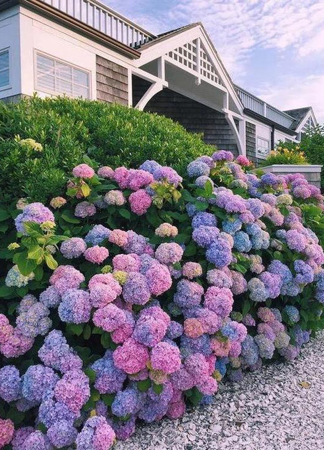 Hydrangea Seeds 50 seeds Mixed Color Seeds Stunning Perennial Flower Seeds for Gardeners Hardy Blooms Perfect for Landscaping and Garden Beautification