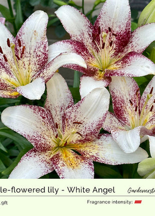 Lily Bulbs