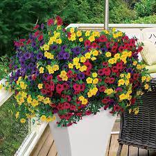 Calibrachoa Paradise Island