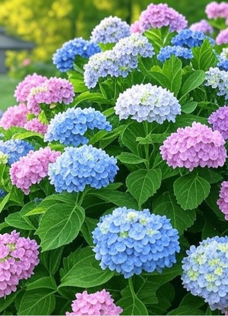 200 pcs Mixed Hydrangea Seeds – Colorful Blooms for Stunning Garden Displays