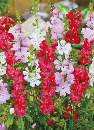 Miniature Hollyhock Mixture