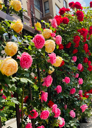 Mixed Angel Climbing Rose Seeds