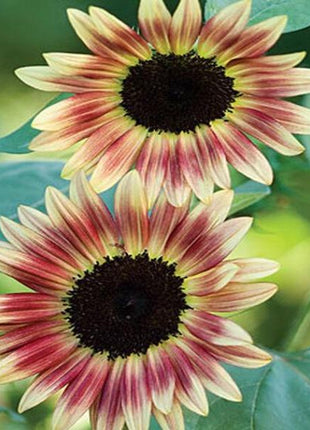 100 Pcs Strawberry Blonde Hybrid Sunflower Seeds