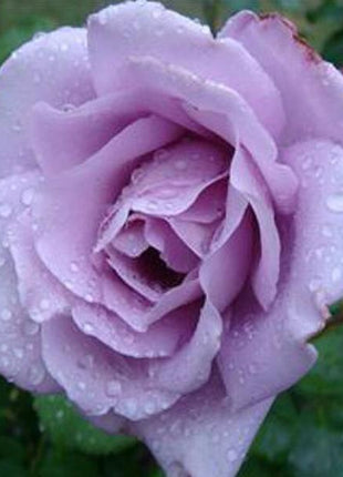 Light Blue Climbing Rose Seeds