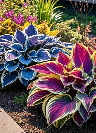 800pcs Mixed Hosta Seeds – Colorful Foliage Blend for Shade Gardens, Pots & Borders