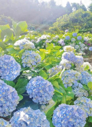 Hydrangea Seeds 50 seeds Mixed Color Seeds Perennial Flowers for Vibrant Garden Displays Hardy and Easy to Grow Perfect for Landscaping and Gardening Projects