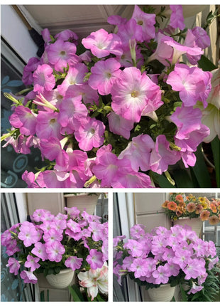 🌸The Latest Petunia Varieties In 2024