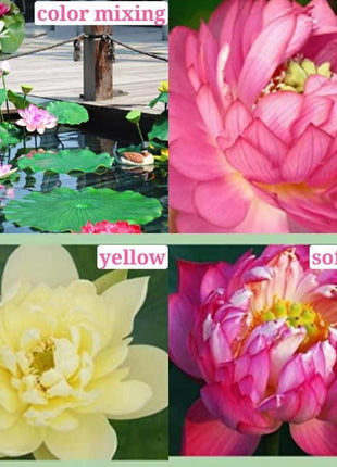 The Sacred Bonsai Lotus Flower