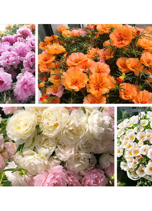 Heavy Petals Pine Leaf Peony