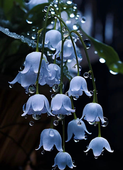 Blue lily of the valley-Symbol of gratitude and everlasting love