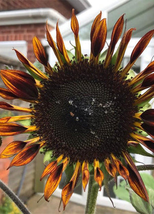 Tiger Sunflower Seeds