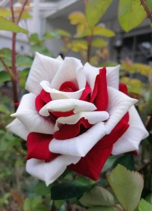Cascading Roses in Red and White Seeds