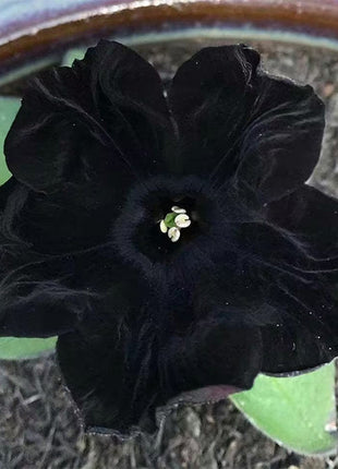 Petunia Black Velvet Seeds