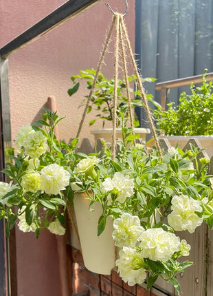 Summer Double Petunia Elizabeth