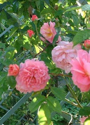 Pink Lady Rose Climbing Seeds